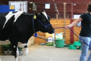 Cows must be milked and livestock fed - no matter what the challenge.