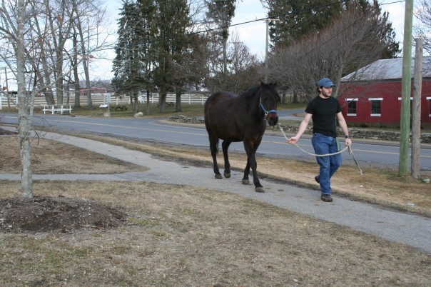 Broodmare going to be weighed, seen at UConn in spring.