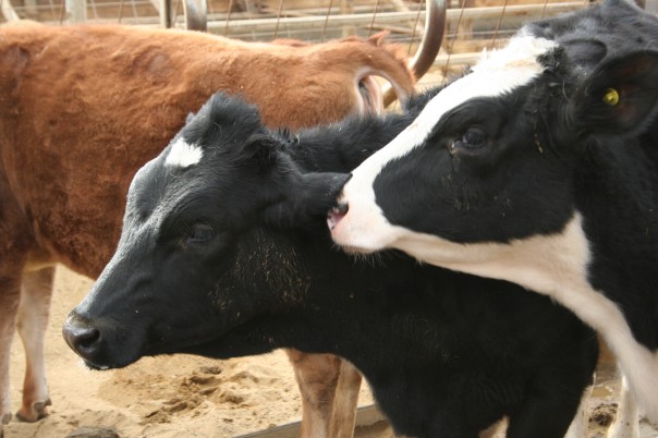 Calves and heifers. MDP barn walk.