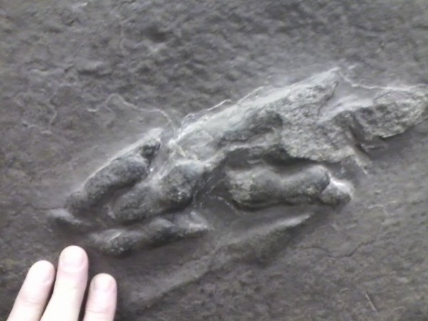 Dinosaur tracks in stone. Portland, Connecticut. Photo by Chris Brunson.