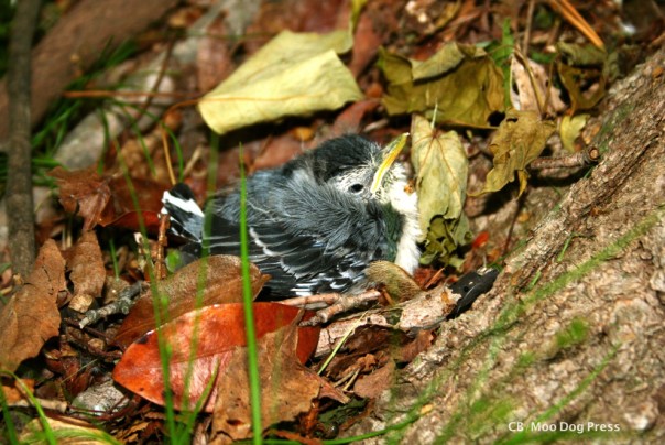 A baby bird between the folds of a massive maple tree's roots.