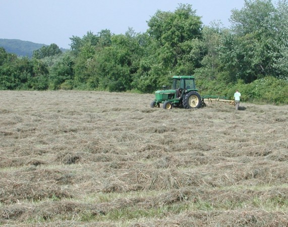 True riches. Sweet hay grown on good soil. Take care of the land and it will take care of you. TW/MDP