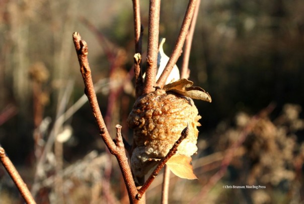 Praying mantis egg case in winter. Chris Brunson photo