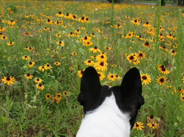 Boston terrier and a meadow of color. Moo Dog Press, Let's Go For A Walk.