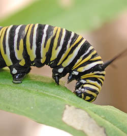A monarch butterfly caterpillar. Image: Pseudopanax, Wikimedia Commons.
