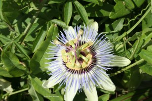 A passionflower in bloom on the grounds of Eastern States Exposition.