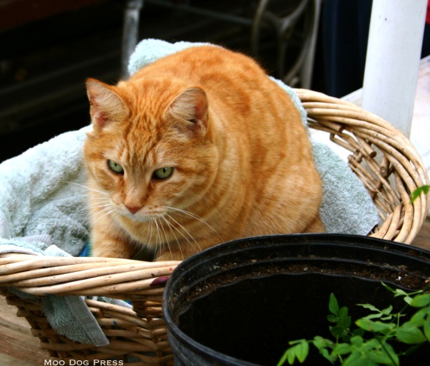 Found in a cozy basket inside a greenhouse - this contented and friendly orange tabby.