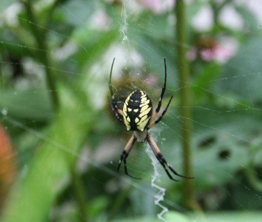 Orb weaver in the garden. Note the zig-zag signature below the spider. Moo Dog Press Magazine.