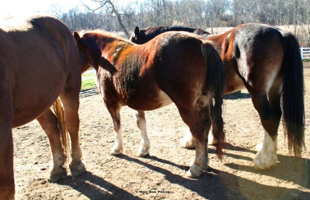 Three horses out to pasture.