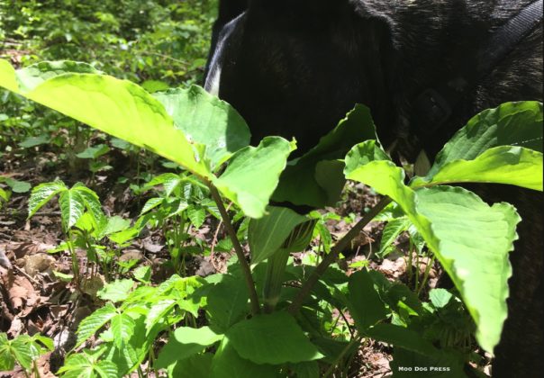 Outside. Where there are natural wonders such as this jack in the pulpit. CB/MDP