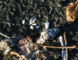 Owl pellet with small bones in evidence.