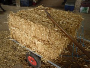 Straw on a cart. Image: Gilles Tran, Feedipedia