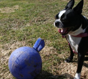 Play is good. Walks too.