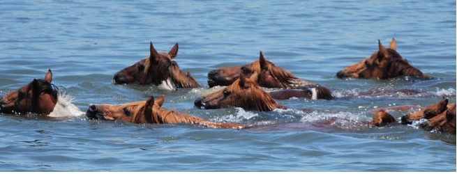 Pony swim links to official guide for visitors to see this annual event in Virginia.