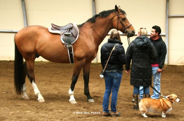 Horse with saddle.