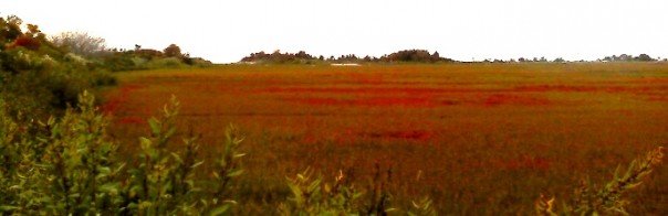 Salt marsh red in autumn. Moo Dog Press