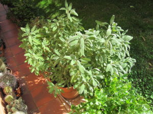 Salvia Officinalis, or sage, grown in a container. Photo: Petar43 via Wikipedia