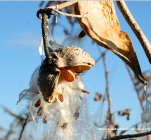 Milkweed pod © Chris Brunson