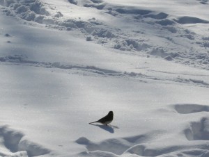 Snowbird, or a slate-colored junco on snow. © Moo Dog Press