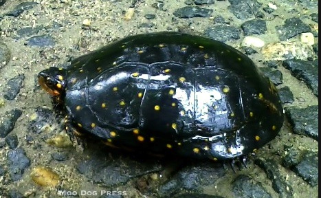 Spotted turtle seen on a state forest road. TW/MDP