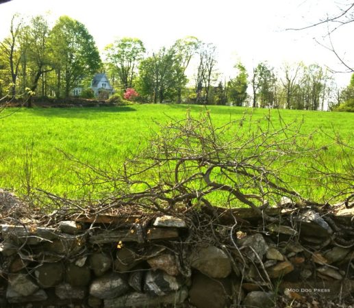 A stone wall and pasture near Mansfield Depot. CB/MDP