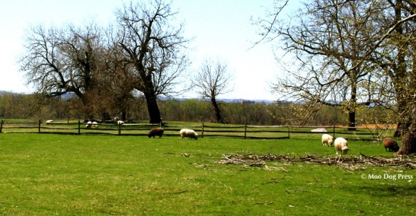 Sheep on pasture.