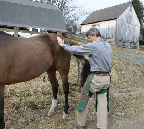 An equine vet examines a horse.