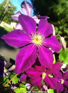 Clematis flower.