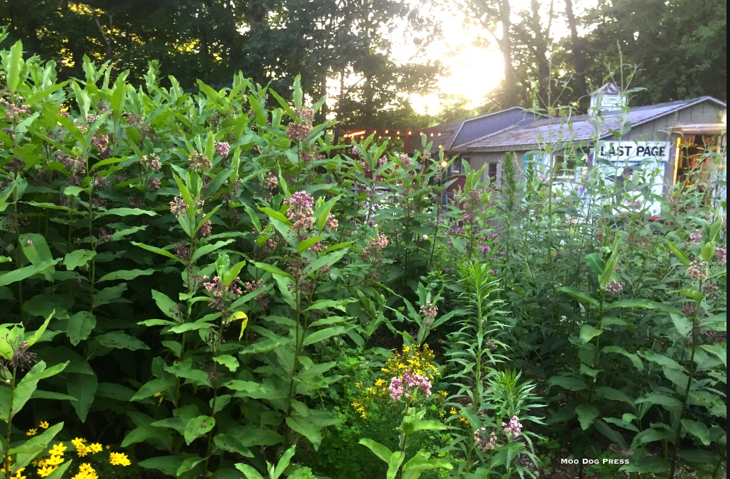 Fragrant milkweed garden near The Last Page shed at The Book Barn Main Barn.