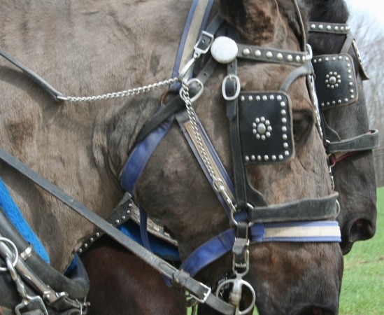 Draft horse team portrait by Chris Brunson.