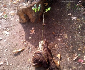 Found growing in the bottom layer of an old woodpile. Growing despite the odds, this seedling was then planted. Tenacity takes gumption.