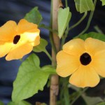 Thunbergia, easy to grow from seed.