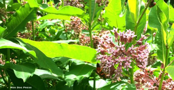 Another world - beneficial insects are attracted to the exquisite blooms of the milkweed garden at The Book Barn.