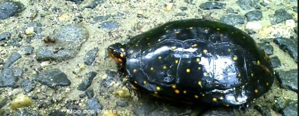 Spotted turtle discovered on a walk. Moo Dog Press photo.