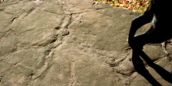 Time was when this was mud. Today it is stone with fossil mudcracks on a wall most people walk by and don't notice.