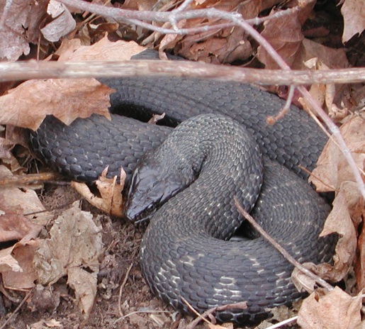 Northern water snake, photography by Moo Dog Press Magazine.