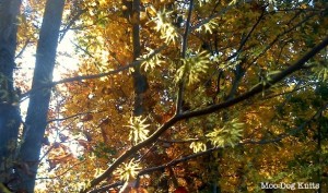 The odd blooms of witch hazel.