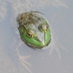 Frog. Photo by Chris Brunson, Moo Dog Press.