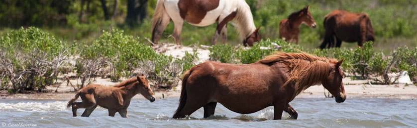 Mare and foal of Assateague Island.