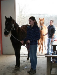 Foal going in to be weighed. © Moo Dog Press