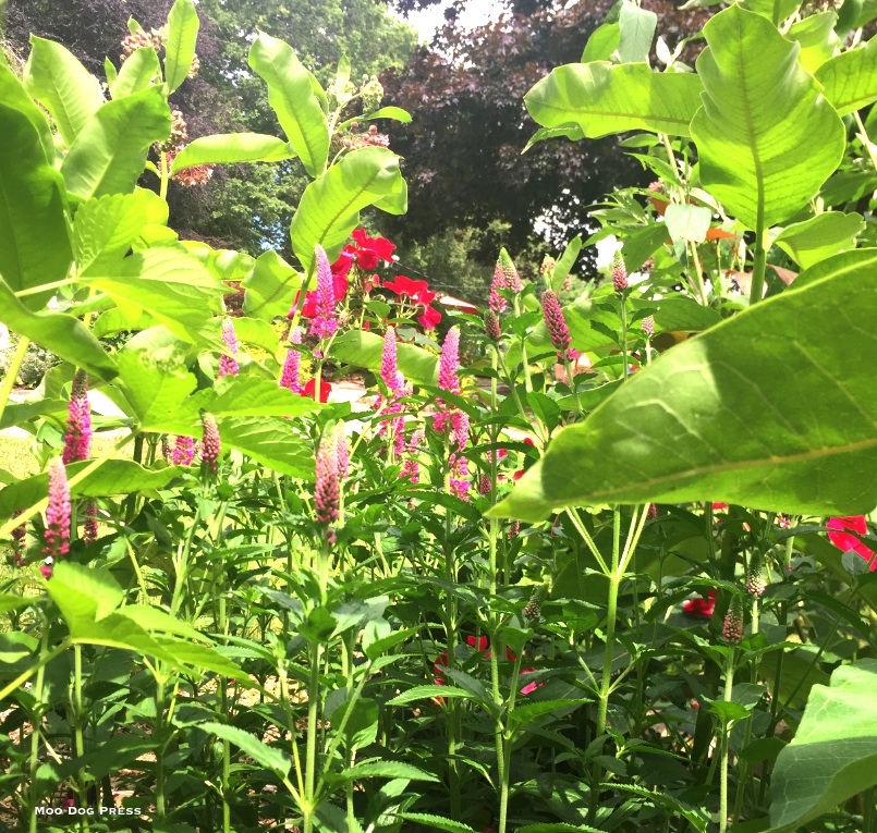 Colorful torches of blooms.