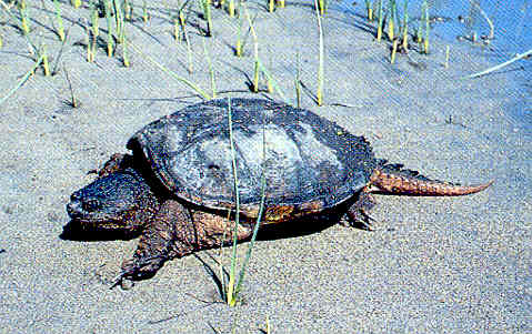 A snapping turtle on land.  Photo: CT DEEP, linked for interesting facts about this ancient species.