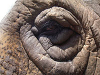 Elephant eye. © Moo Dog Press