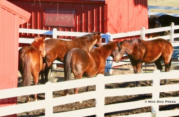 Herd of horses in winter, nose to nose.