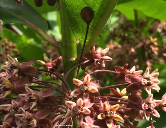 The gemlike blooms of one milkweed cluster as seen up close. TW/MDP