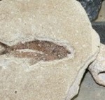Fossil fish. Moo Dog Press