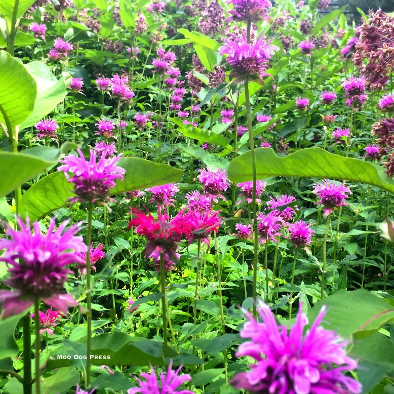 Bee balm explodes with color and attracts butterflies, hummingfirds, hummingbird moths, bees. Photo © Tilly Walker, Moo Dog Press
