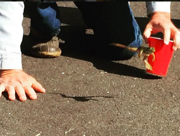 Frog jump contest at the Berlin Fair. There's also a pie eating contest and much more to see, do, taste, enjoy.