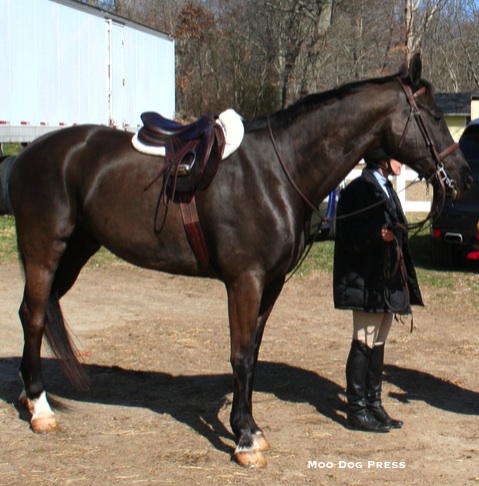 Groomed well and waiting for a show to begin.