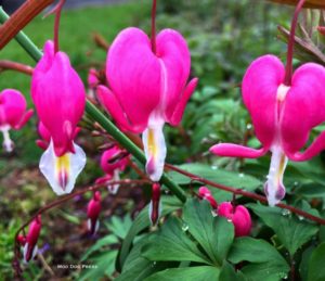 In the rain, a stem of bleeding hearts. This perennial is a beauty. CB/MDP